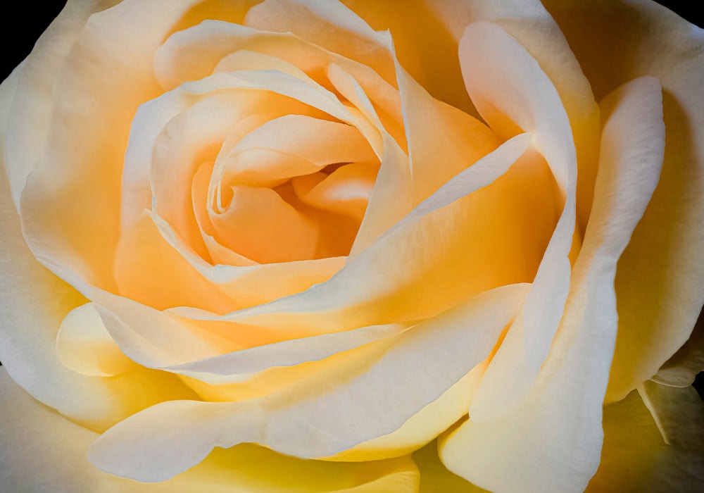 Photograph of creme roses Roses