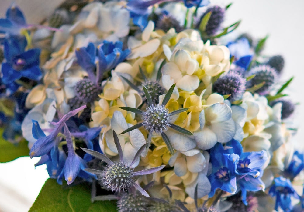 A close-up bouquet features light blue and white hydrangeas, surrounded by green leaves, and situated in a bright indoor space.