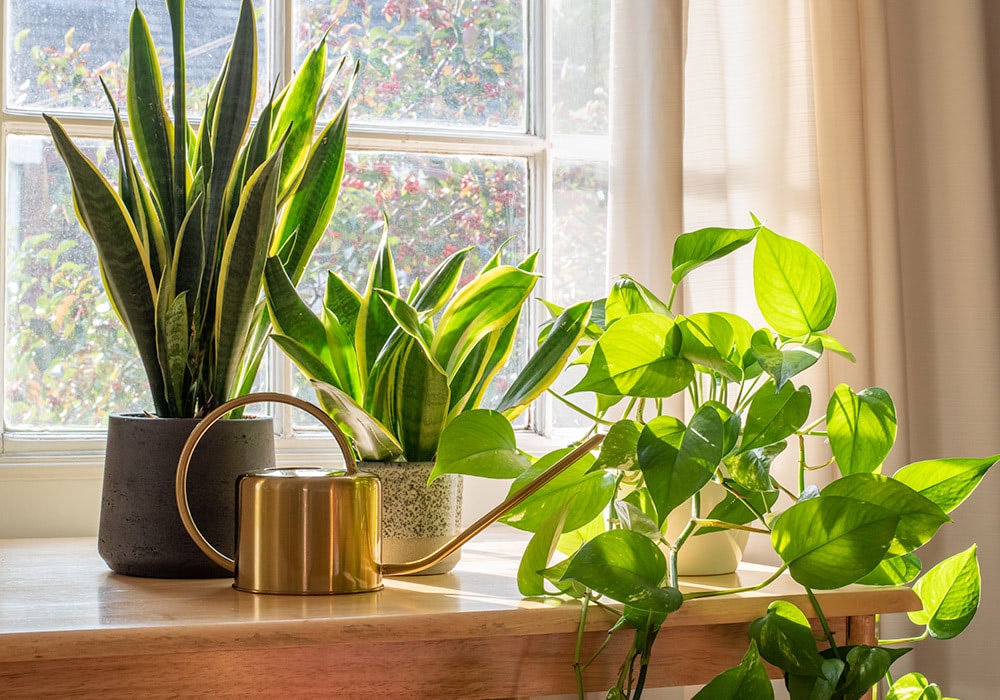 Potted houseplants sit on a wooden table with a golden watering can, positioned in front of a sunlit window with white curtains and a garden visible outside.