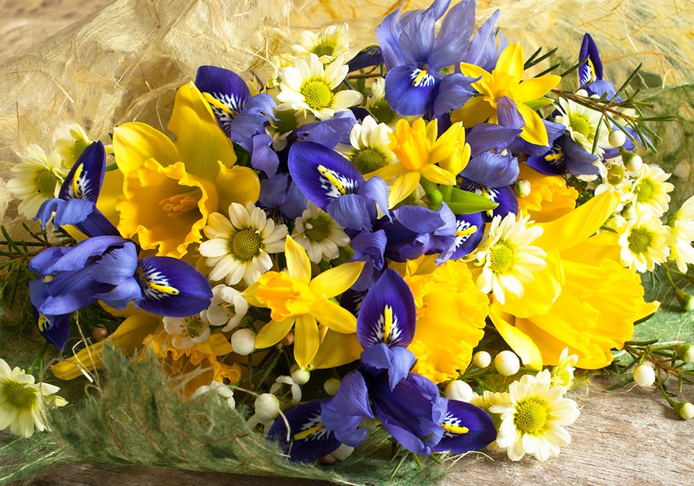 A vibrant bouquet of yellow daffodils, white daisies, and purple iris flowers arranged together, resting on a rustic wooden surface with a beige and green wrapping.