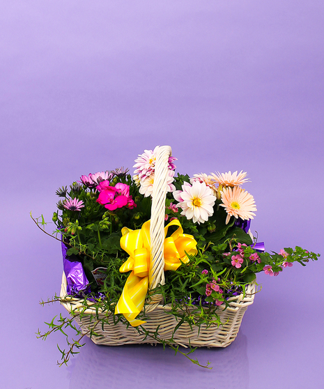 Plant colors and varieties vary based on availability.  Approximate sizes:  Regular 14x14H  Deluxe 18Wx18H