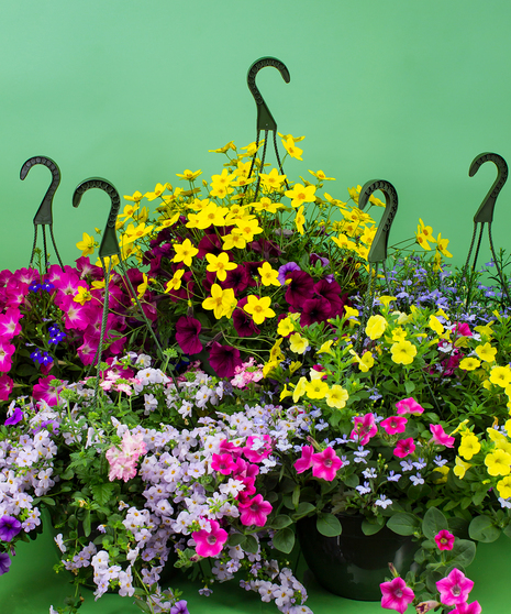 Simply put, Currans grows amazing plants. With four greenhouses, we are able to offer a wide selection of our own locally grown mixed hanging baskets.