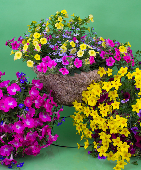 Simply put, Currans grows amazing plants. With four greenhouses, we are able to offer a wide selection of our own locally grown mixed hanging baskets.