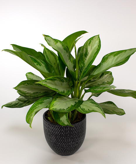 Our aglaonema plants have unique coloration and are always well received.