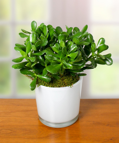 Jade Plant