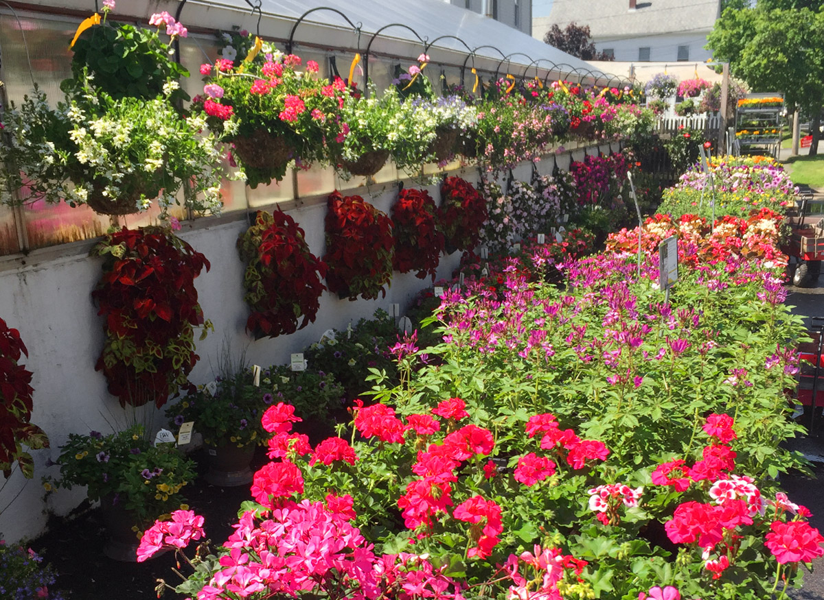 Outdoor flowers and plants on display near our spacious greenhouse